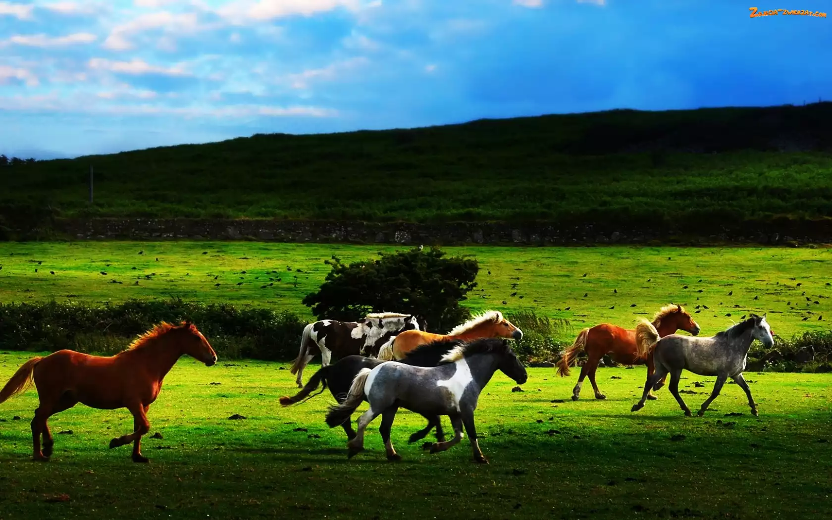 Galop, Wzgórze, Konie, Pastwisko