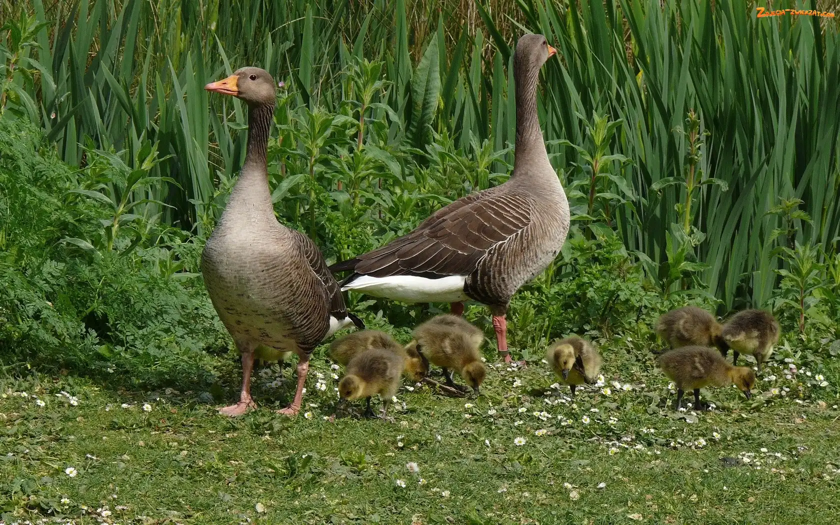 Gąsiątka, Małe, Dzikie, Dwie, Gęsi