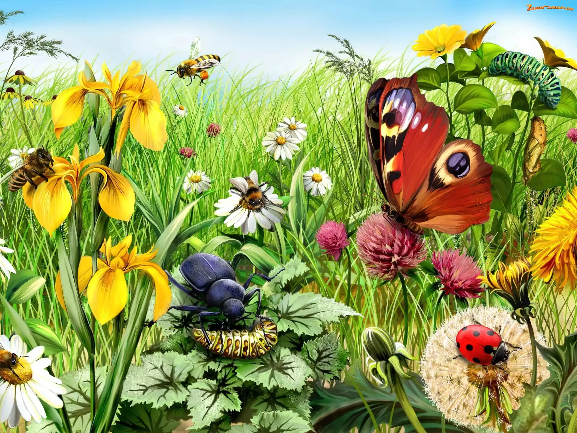 Gąsienice, Biedronka, Kwiaty, Łąka, Motyl
