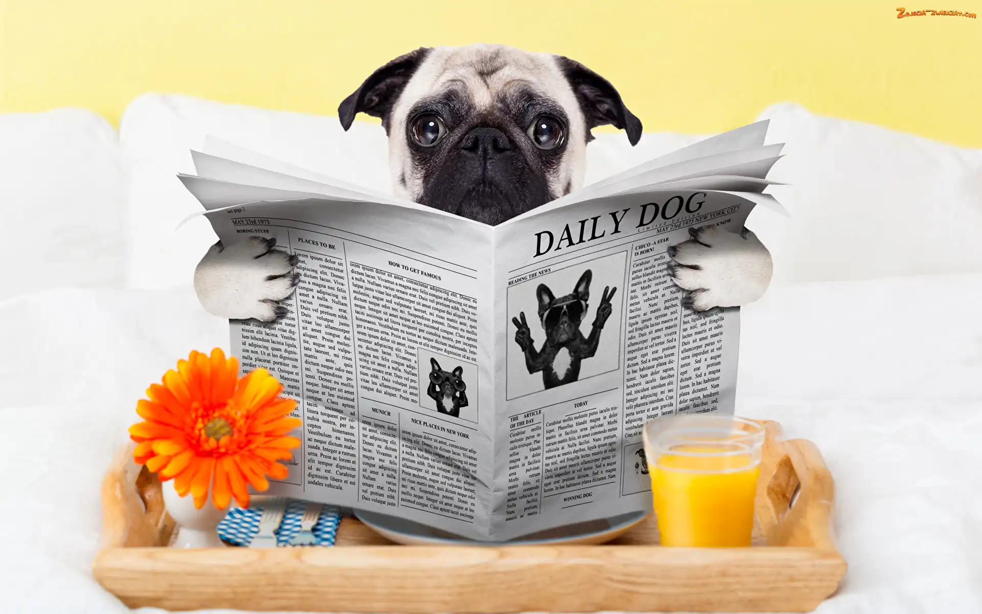 Gazeta, Pies, Łóżko, Sok, Mops, Gerbera