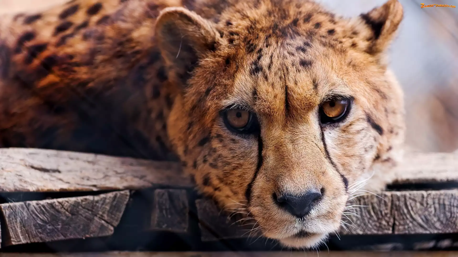 Deski, Gepard, Głowa