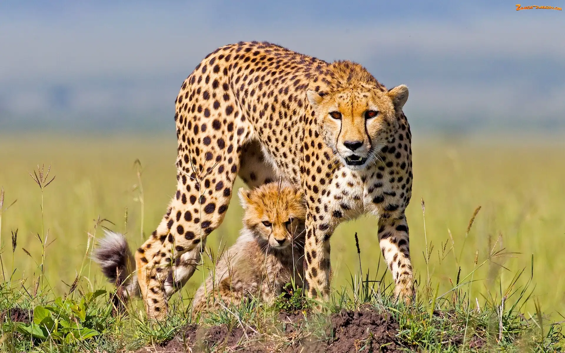 Duży, Gepard, Mały