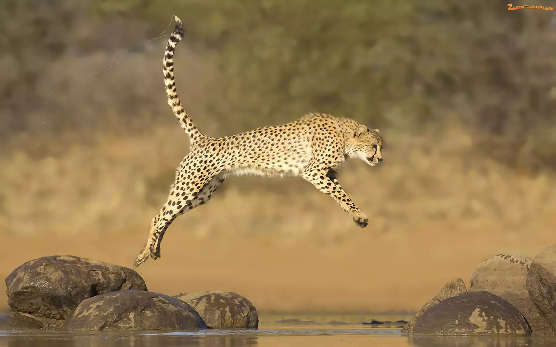 Kamienie, Gepard, Skok