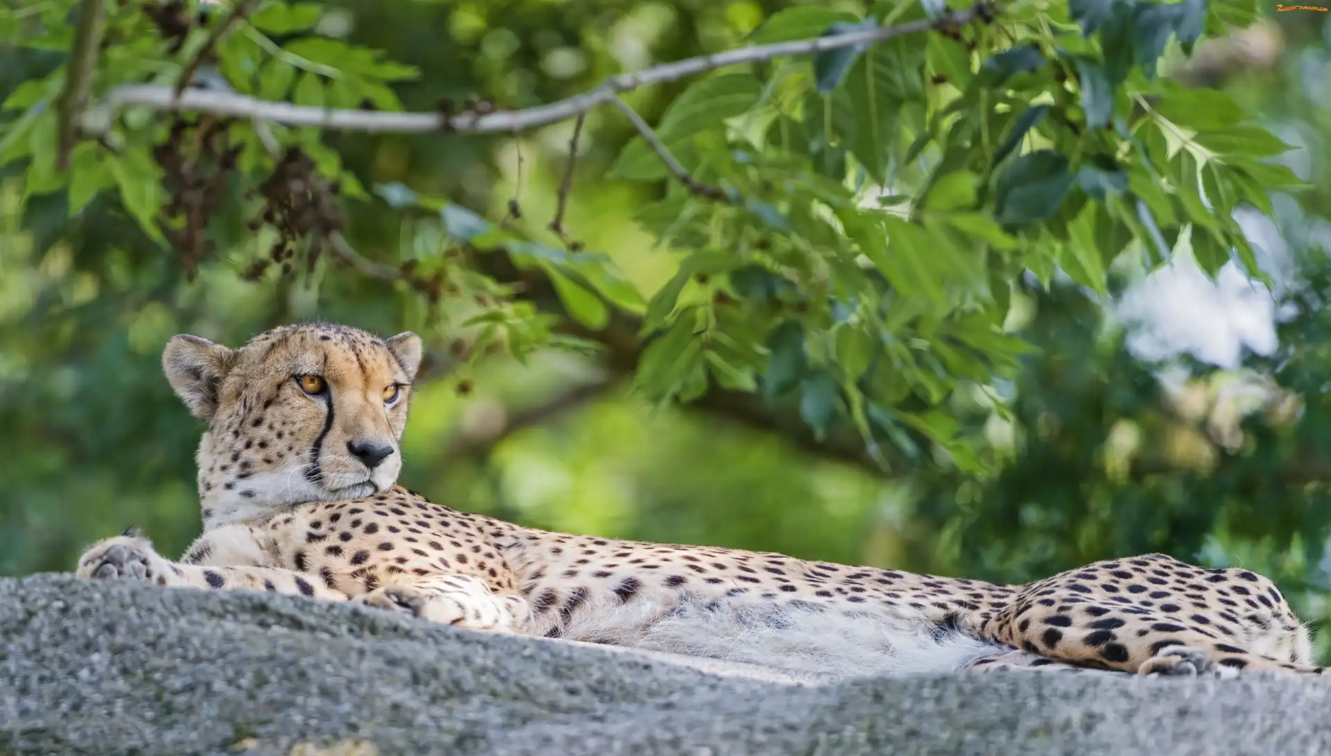Gepard, Rośliny, Leżący, Skała