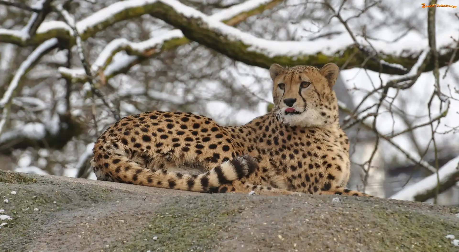 Gepard, Zima, Leżący, Gałęzie