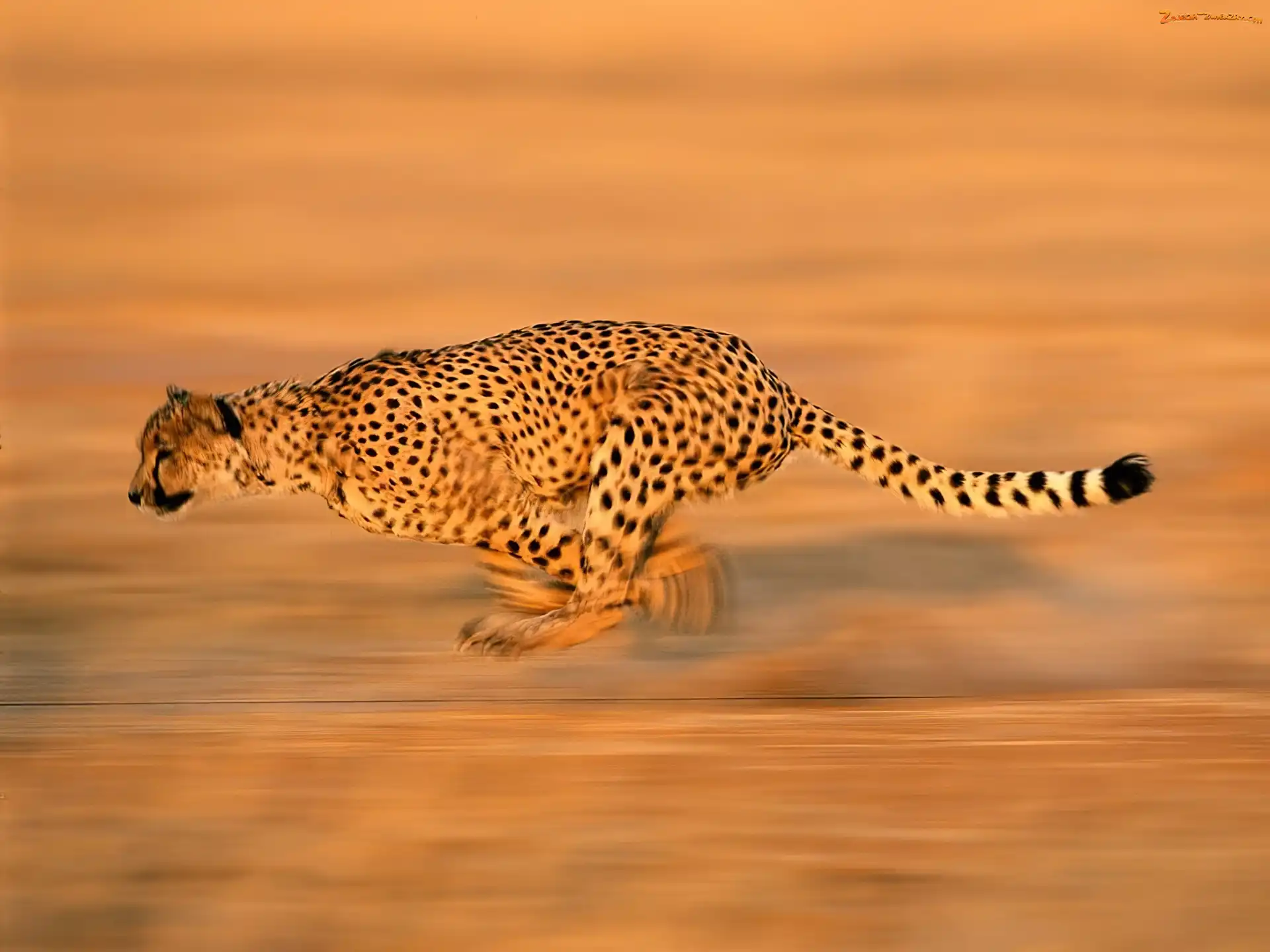 Polowanie, Gepard