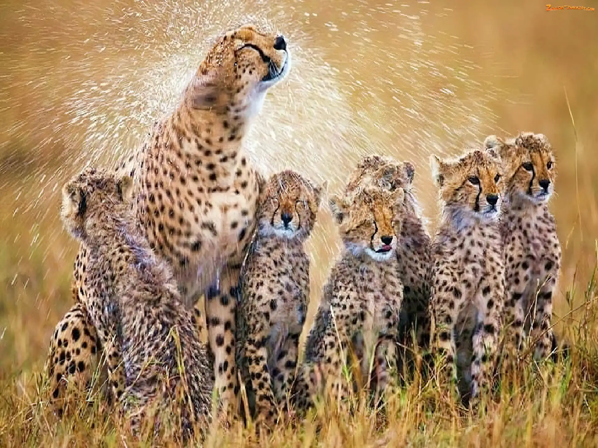 Rodzinka, Gepard, Młode