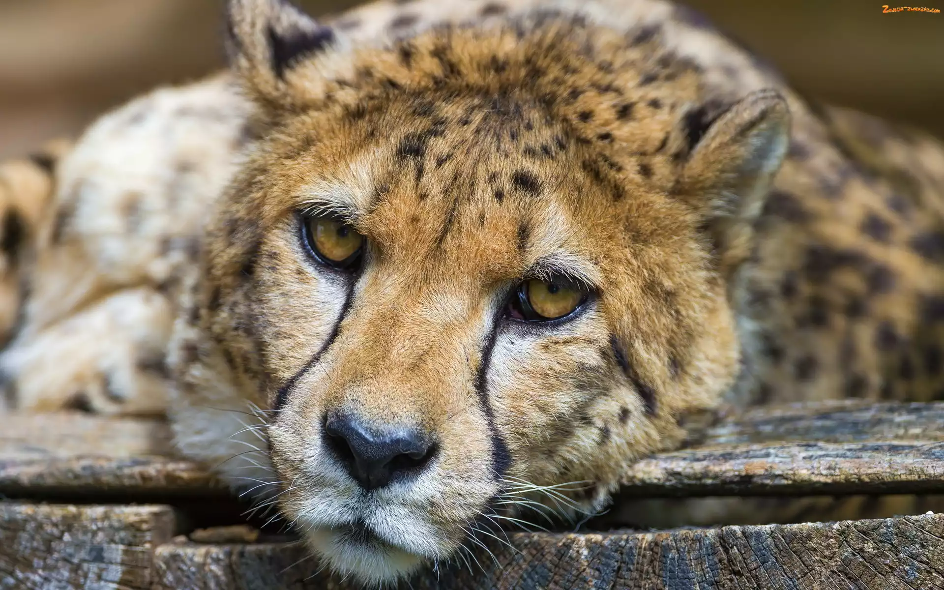 Spojrzenie, Gepard, Deski
