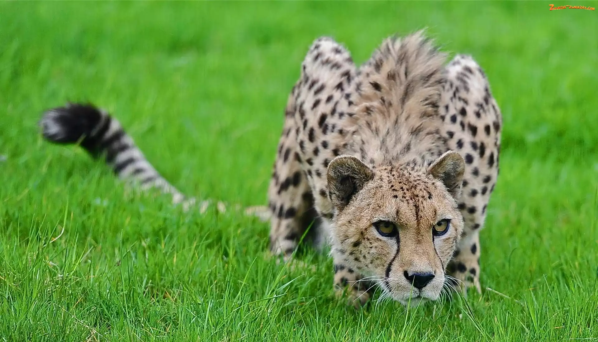 Gepard, Trawa