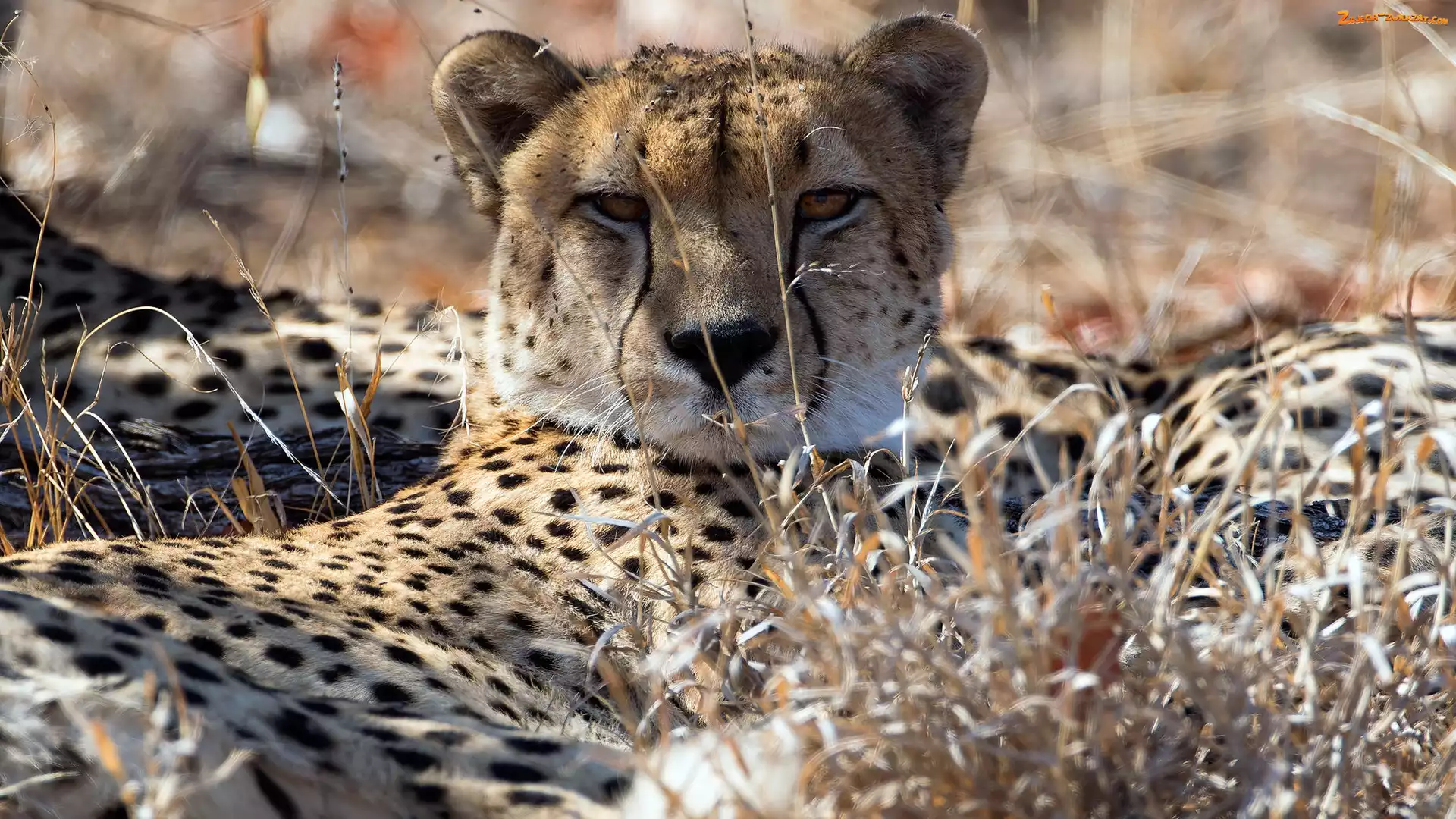 Trawa, Gepard, Sucha