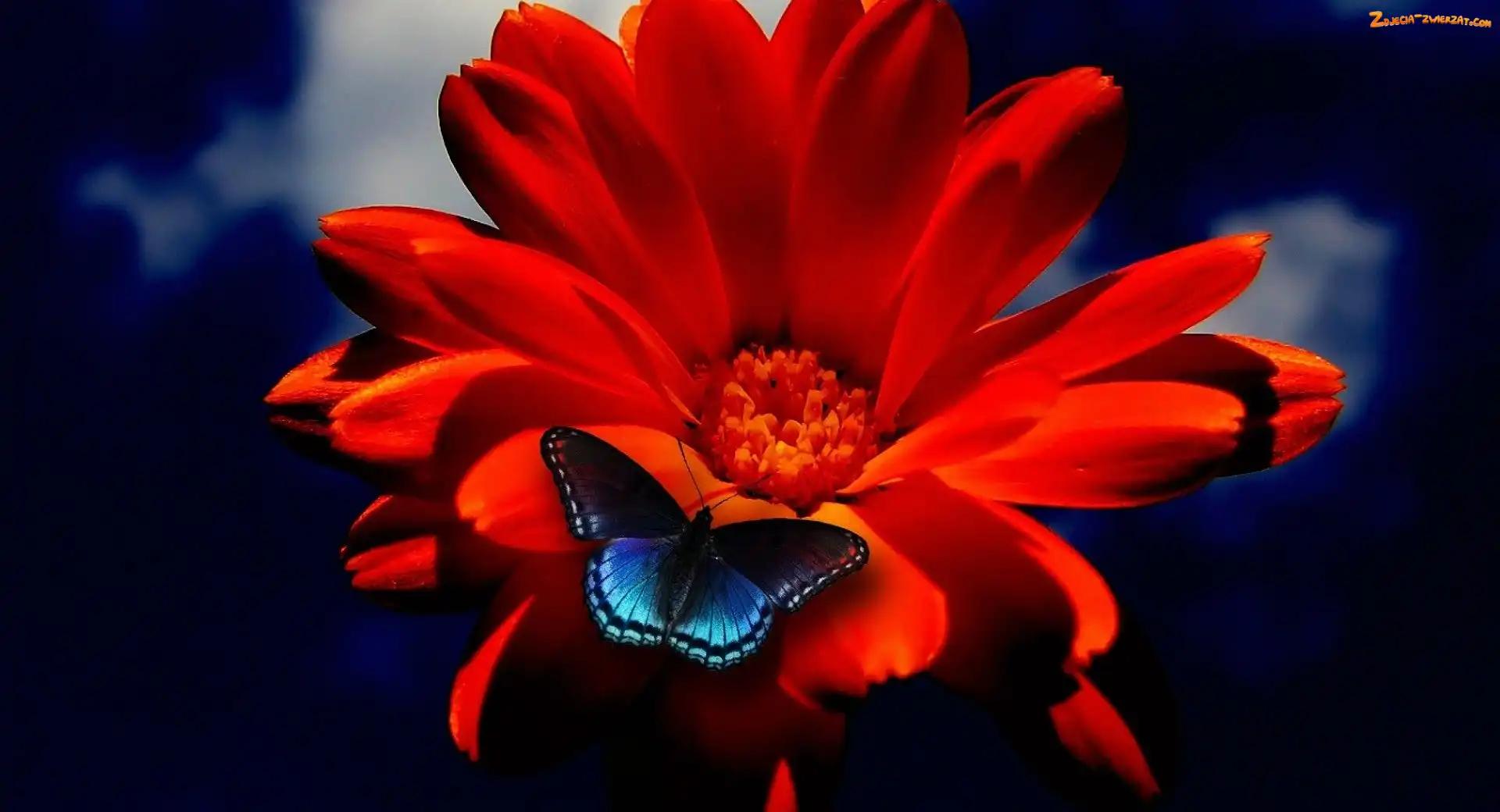 Motyl, Gerbera, Niebieski