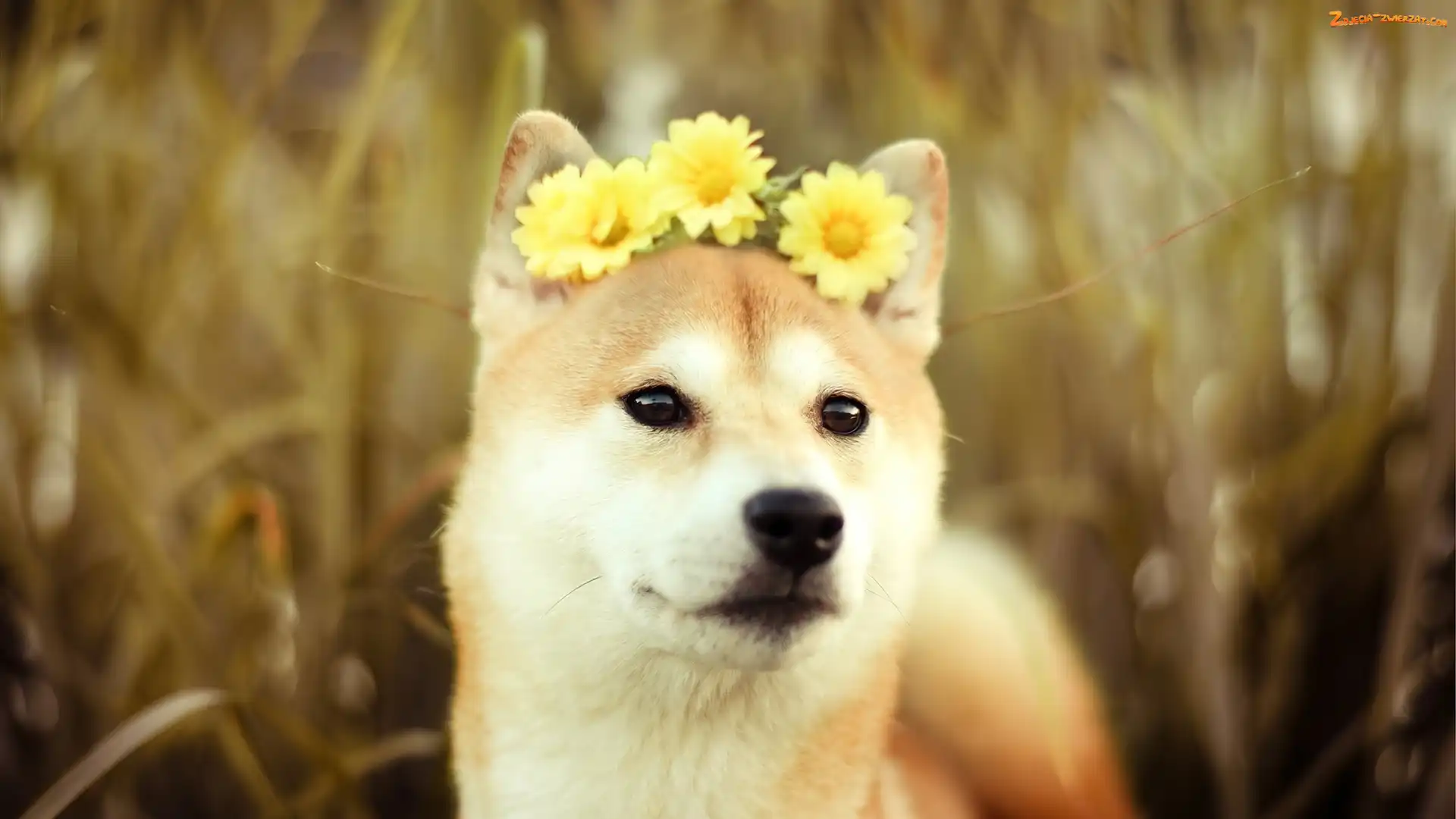 Gerbery, Żółte, Akita, Pies, Inu