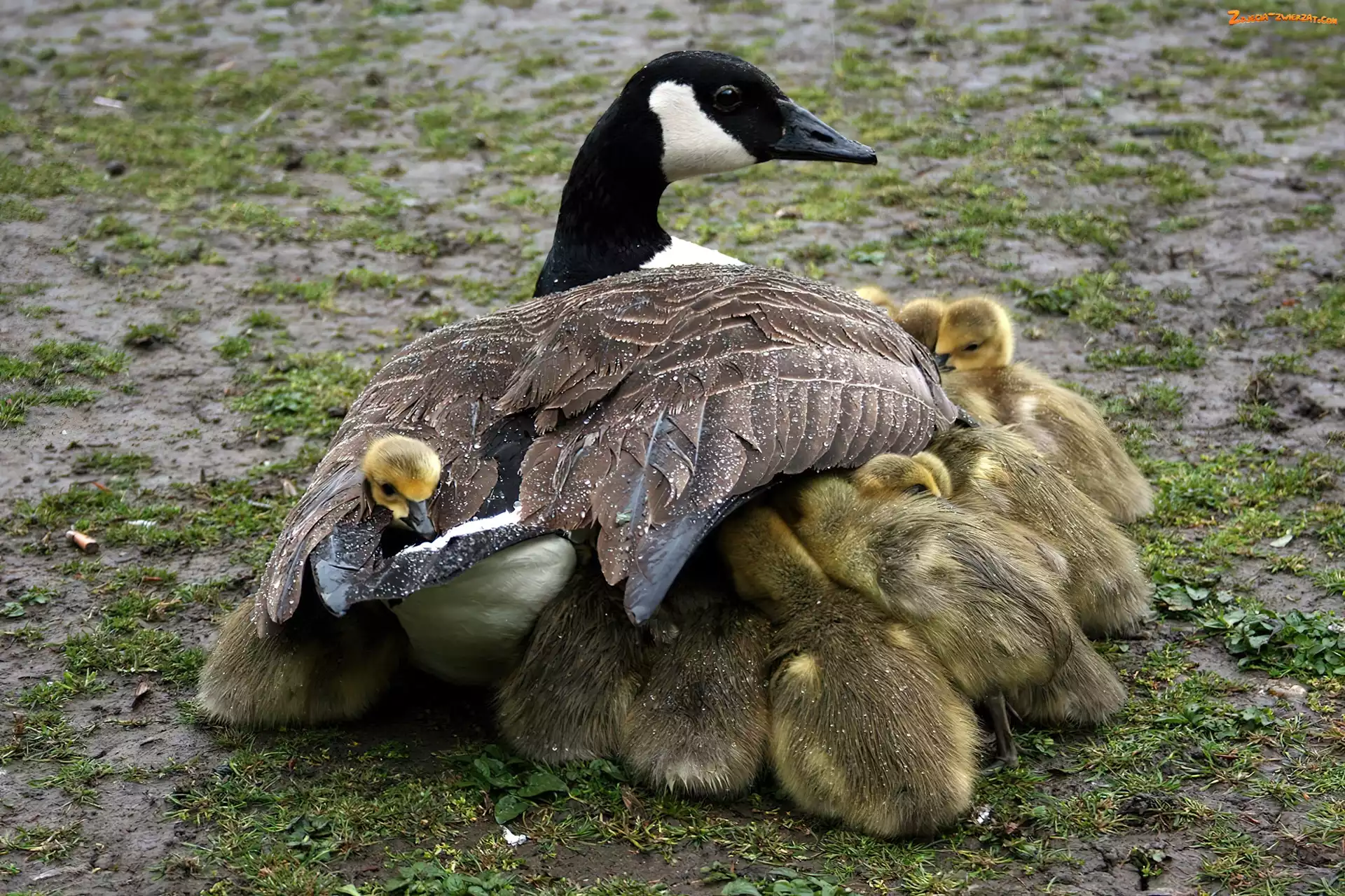 Gąsiątka, Gęś, Mama