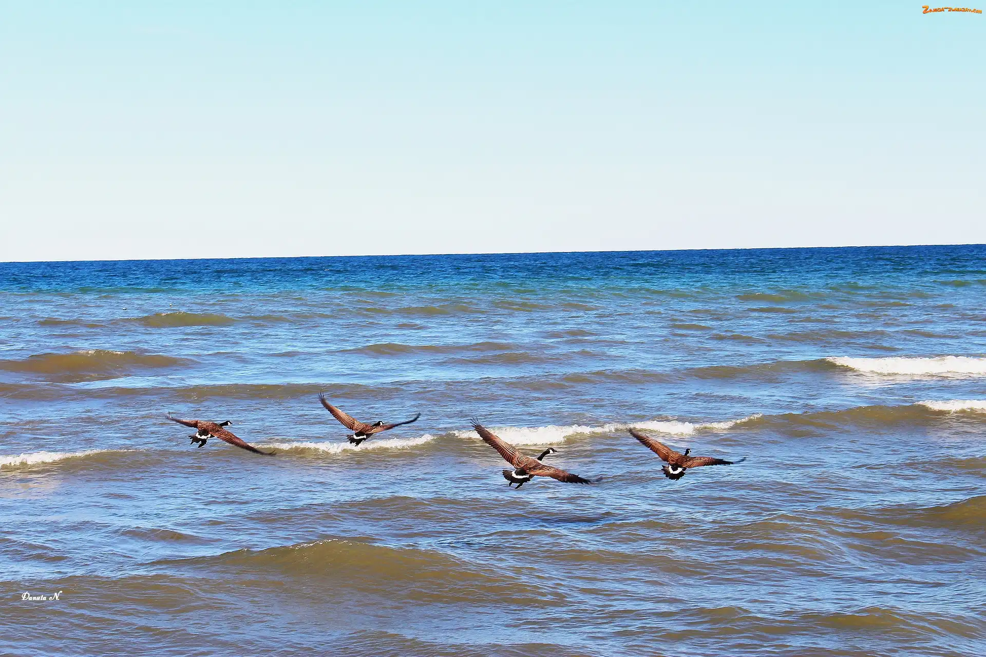 Gęsi, Jezioro, Kanada, Ontario, Fale, Kanadyjskie