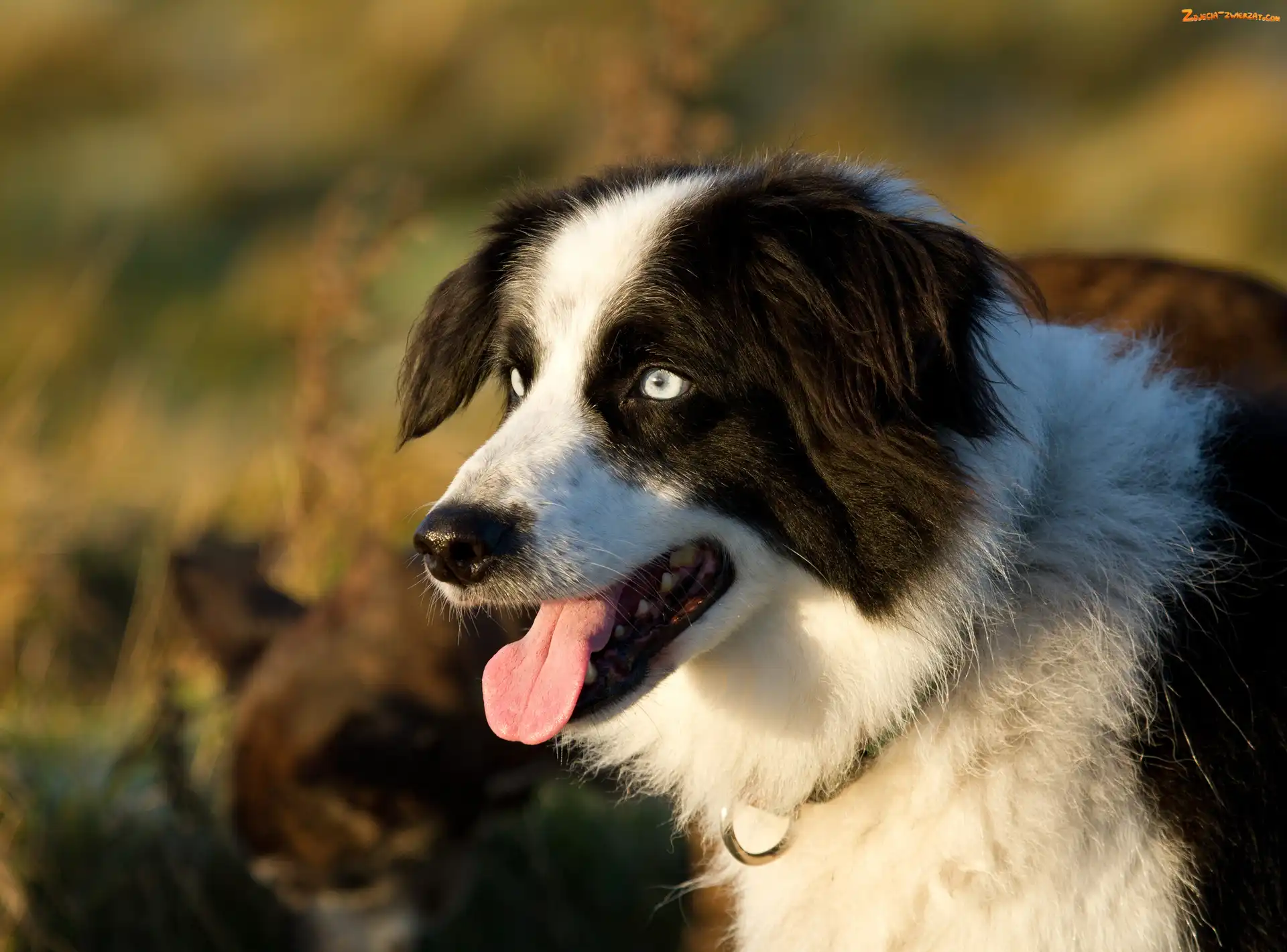 Głowa, Język, Border collie, Pysk