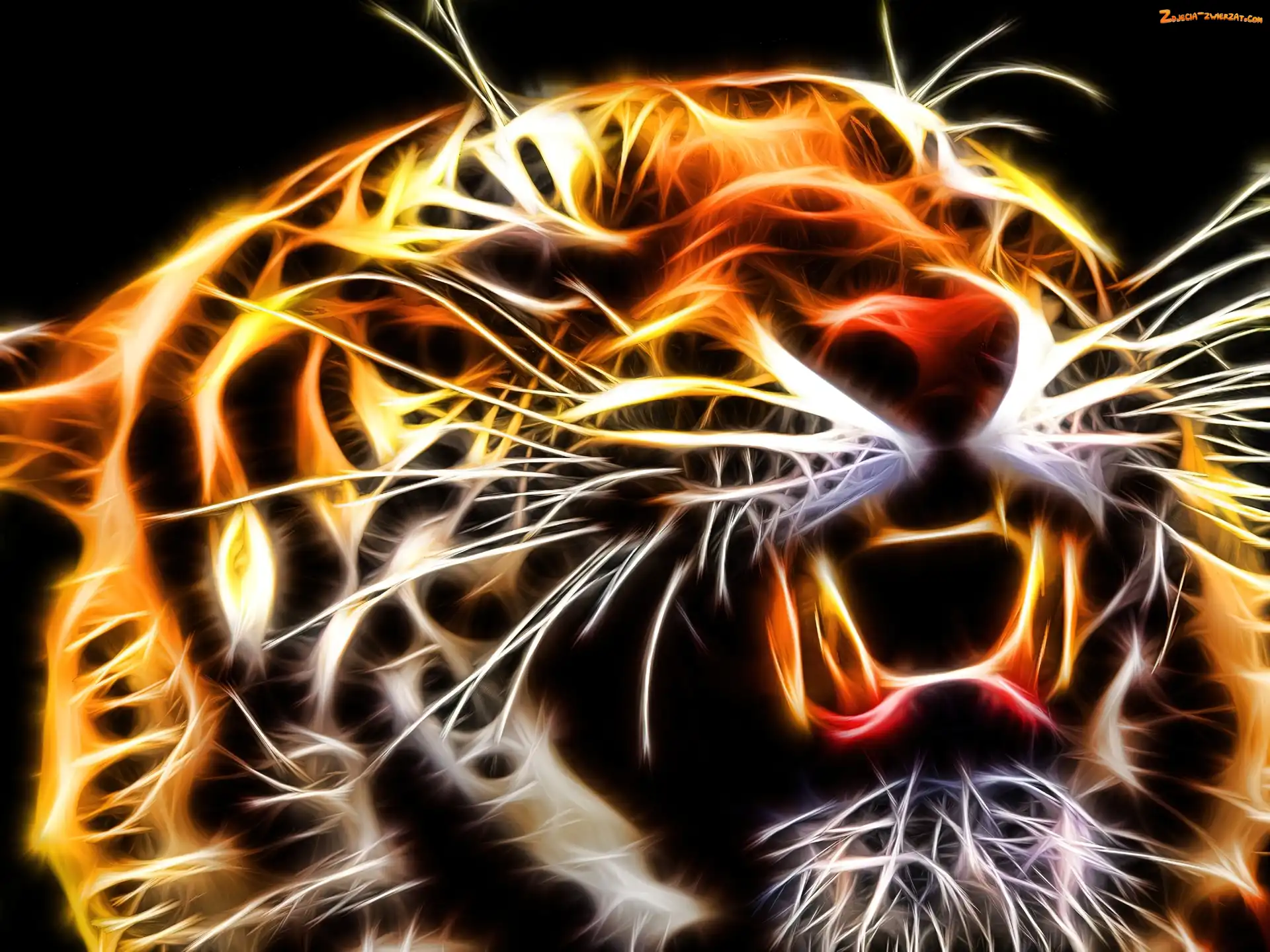 Głowa, Tygrysa