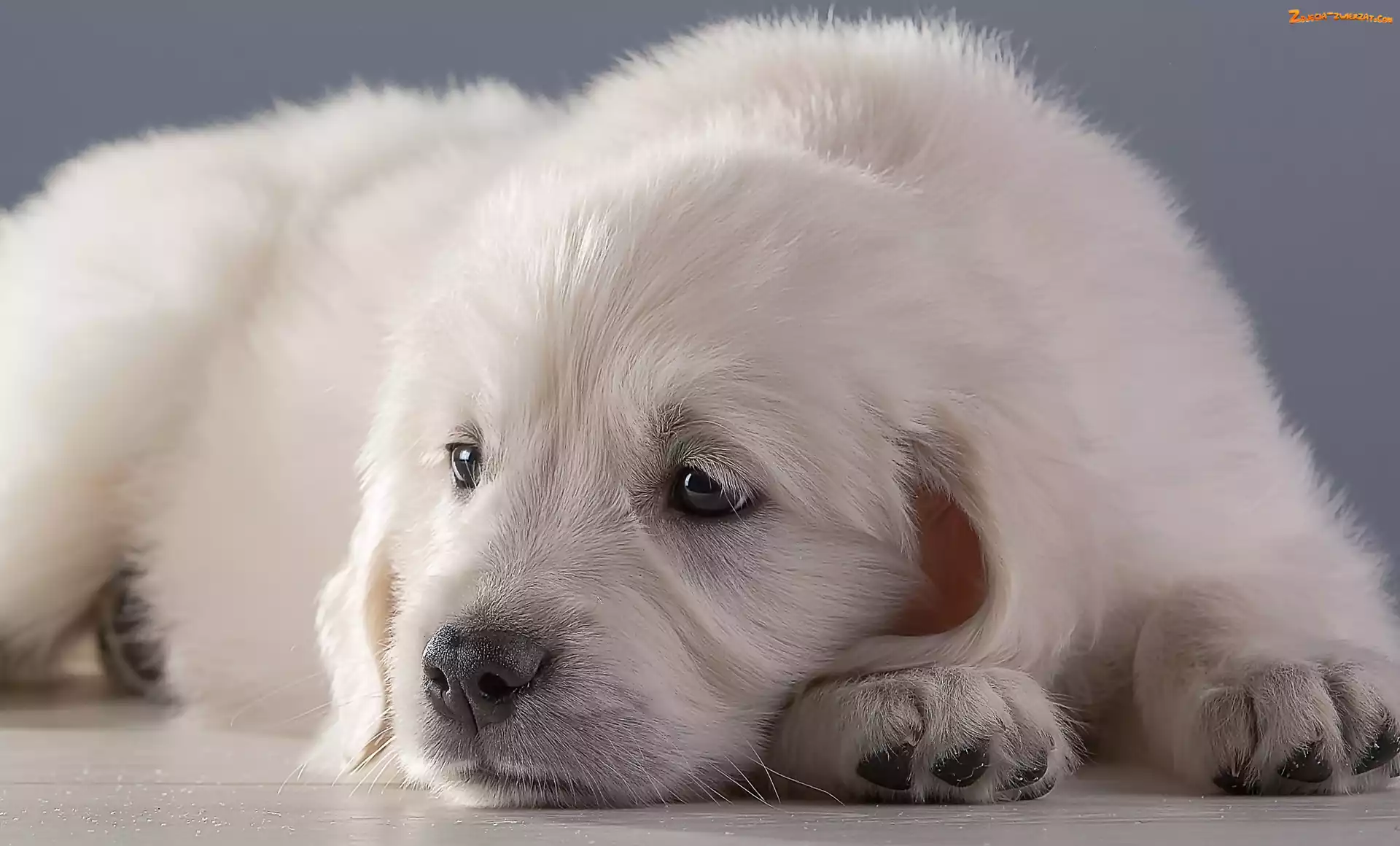 Golden retriever, Biały, Szczeniak