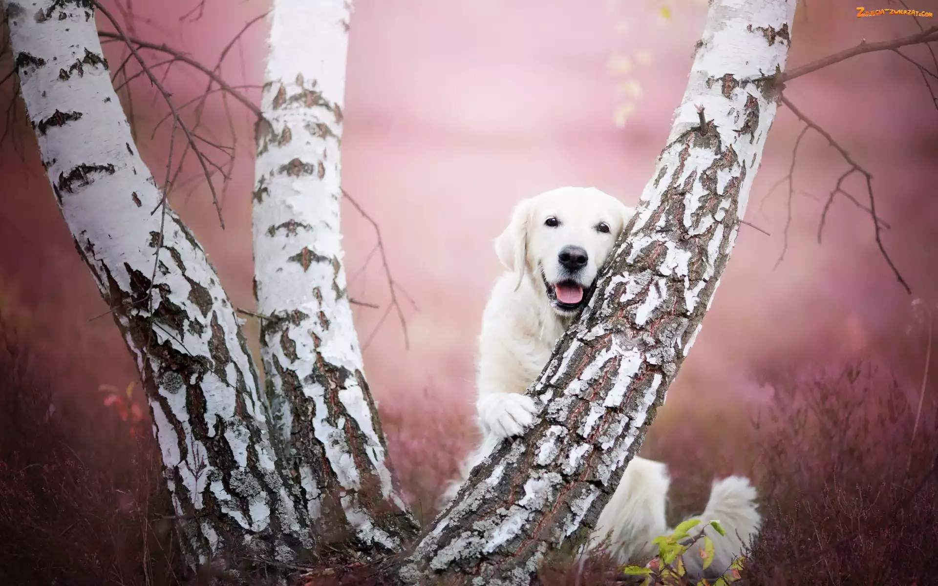 Brzoza, Golden retriever