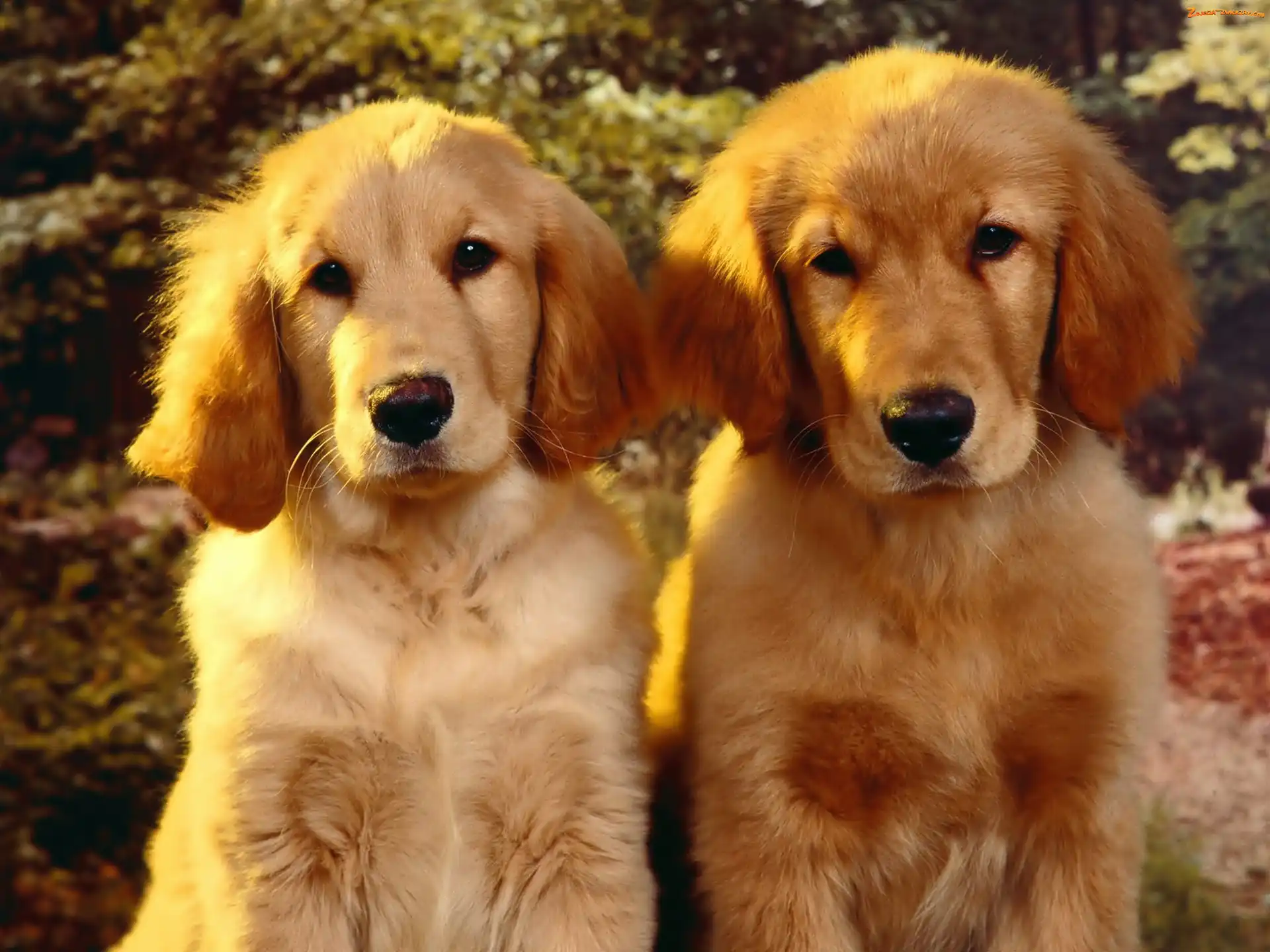 Golden Retriever, Dwa, Szczeniaki