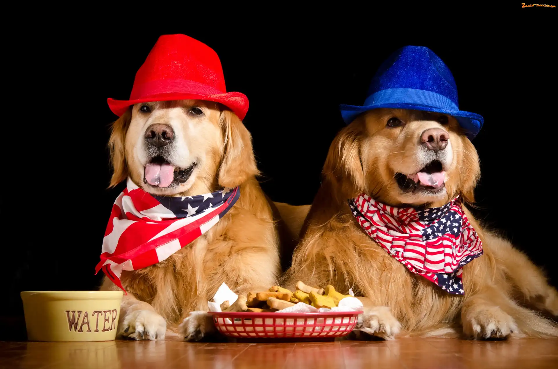 Miseczka, Golden retrievery, Dwa, Apaszki, Jedzenie, Psy, Kapelusze