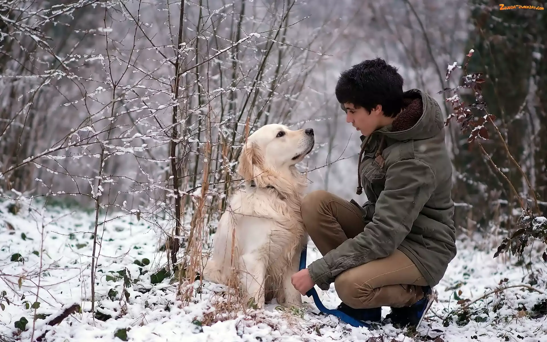 Zima, Golden Retriever, Dziewczyna, Ścieżka, Spacer, Pies, Las