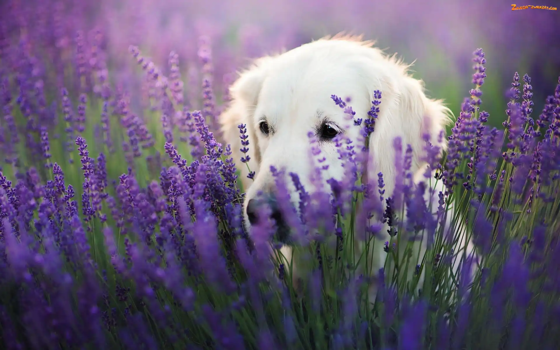 Golden retriever, Lawenda wąskolistna