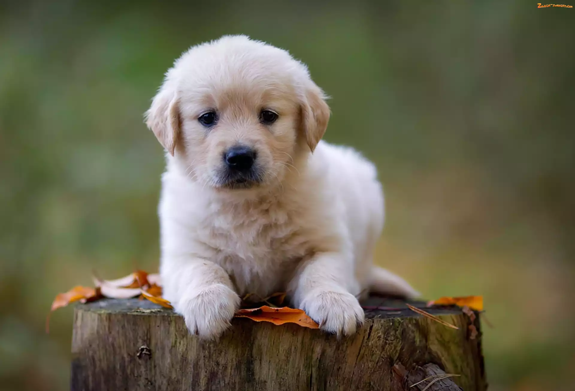 Liście, Golden, Słodki, Pień, Drzewa, Szczeniaczek, Retriever