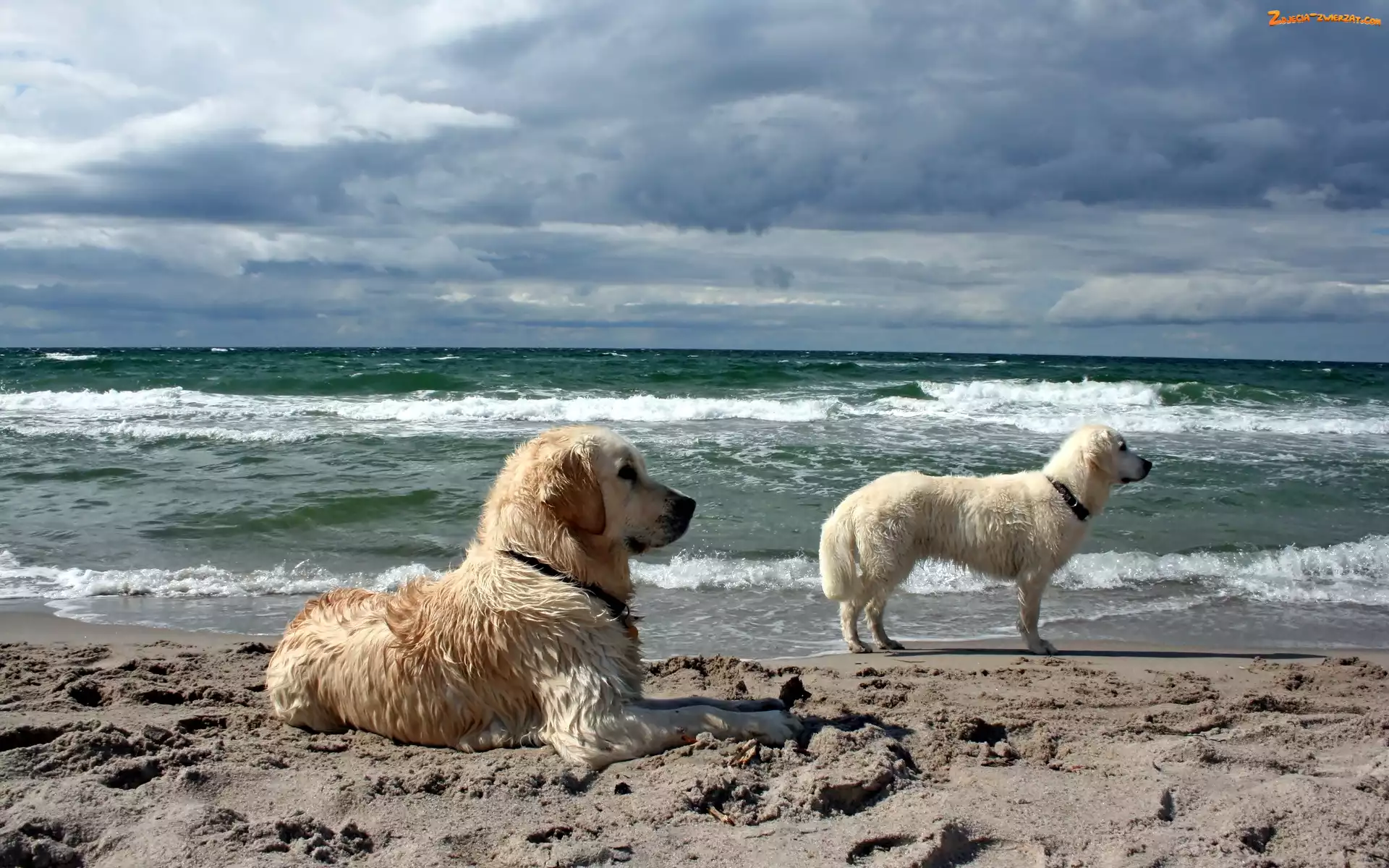 Morze, Golden Retriever, Dwa, Straży, Plaża, Psy, Na