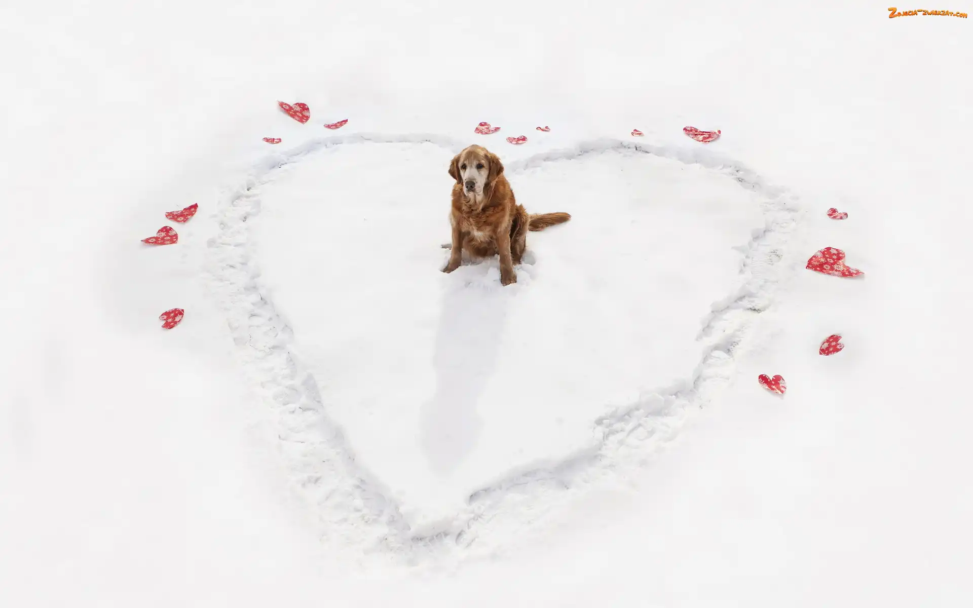 Golden Retriever, Śnieg, Serce