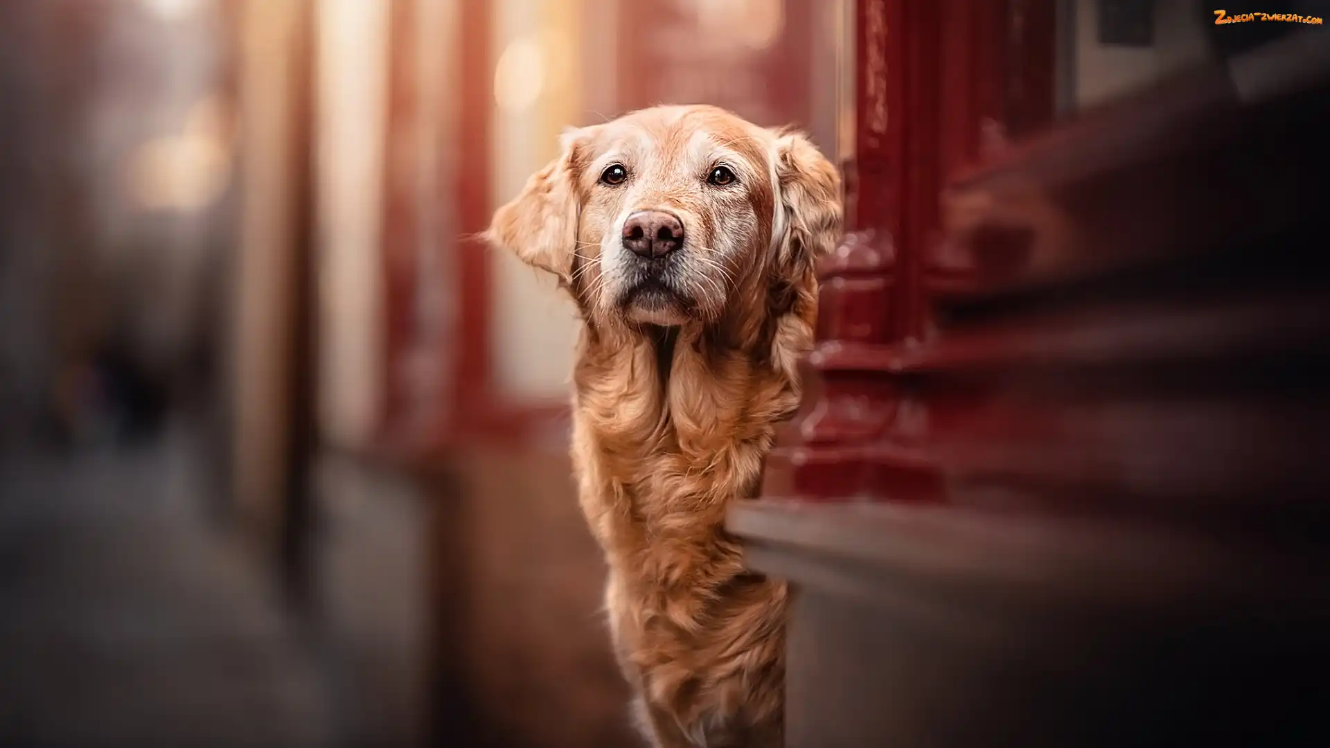 Ściana, Pies, Golden retriever