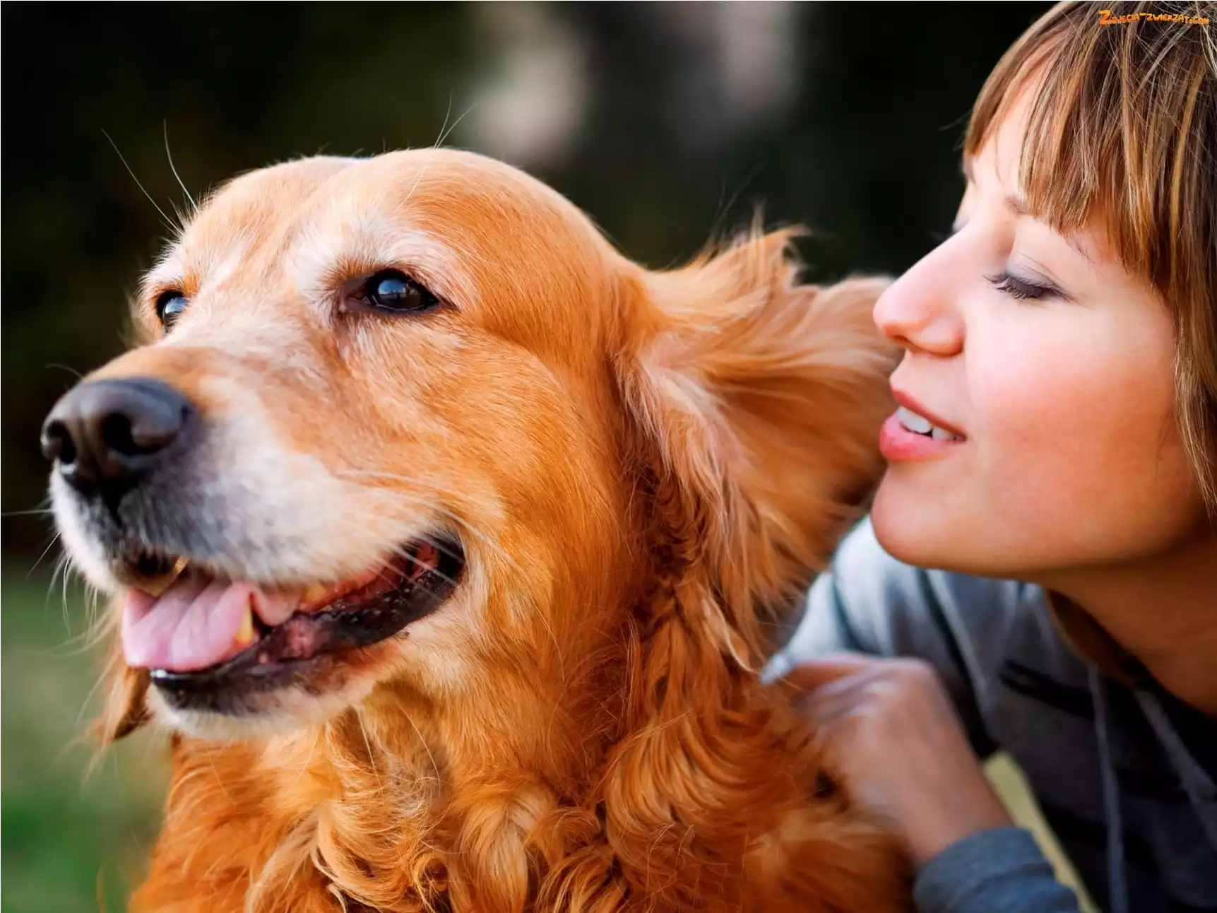 Golden, Dziewczyna, Pies, Retriever