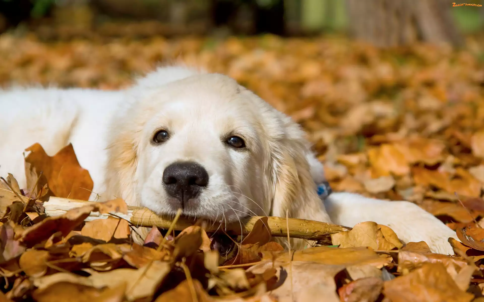 Golden Retriever, Jesień, Pies, Liście