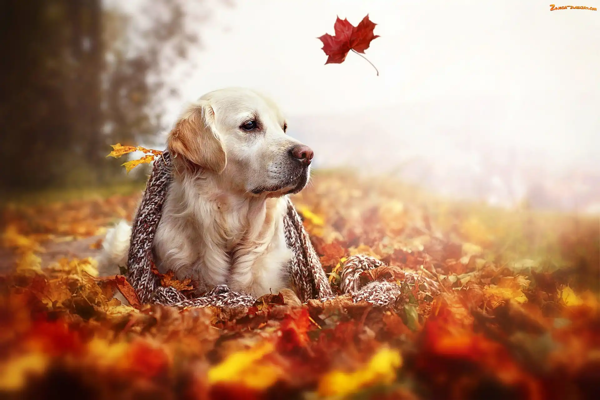 Golden Retriever, Jesień, Szal, Pies, Liście