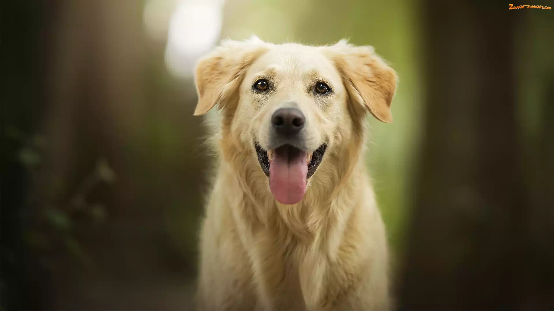 Golden retriever, Język, Pies, Mordka