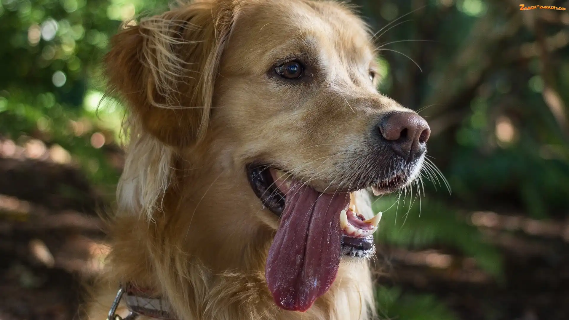Golden, Język, Pies, Retriever