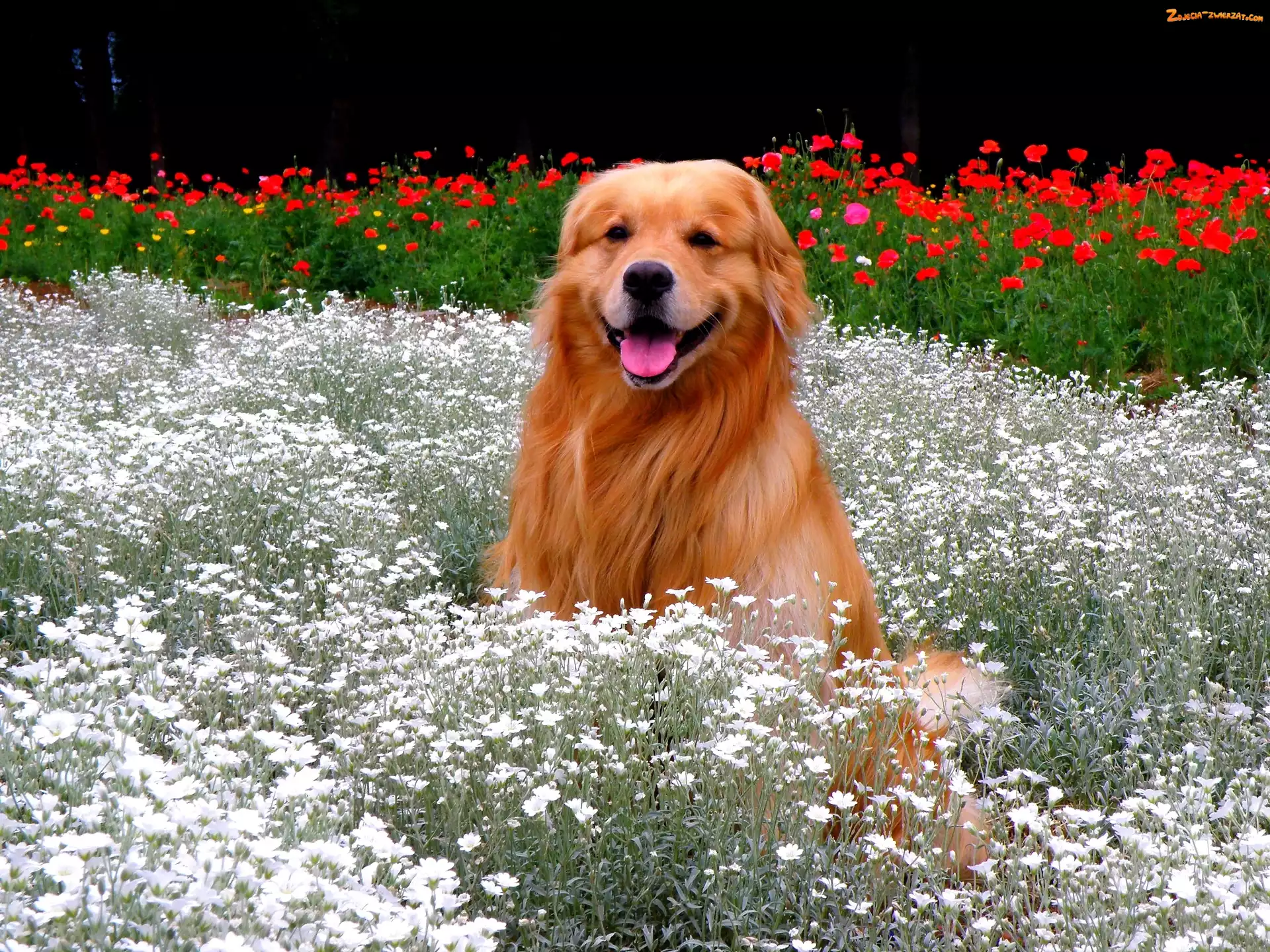 Golden, Kwiatki, Pies, Retriever