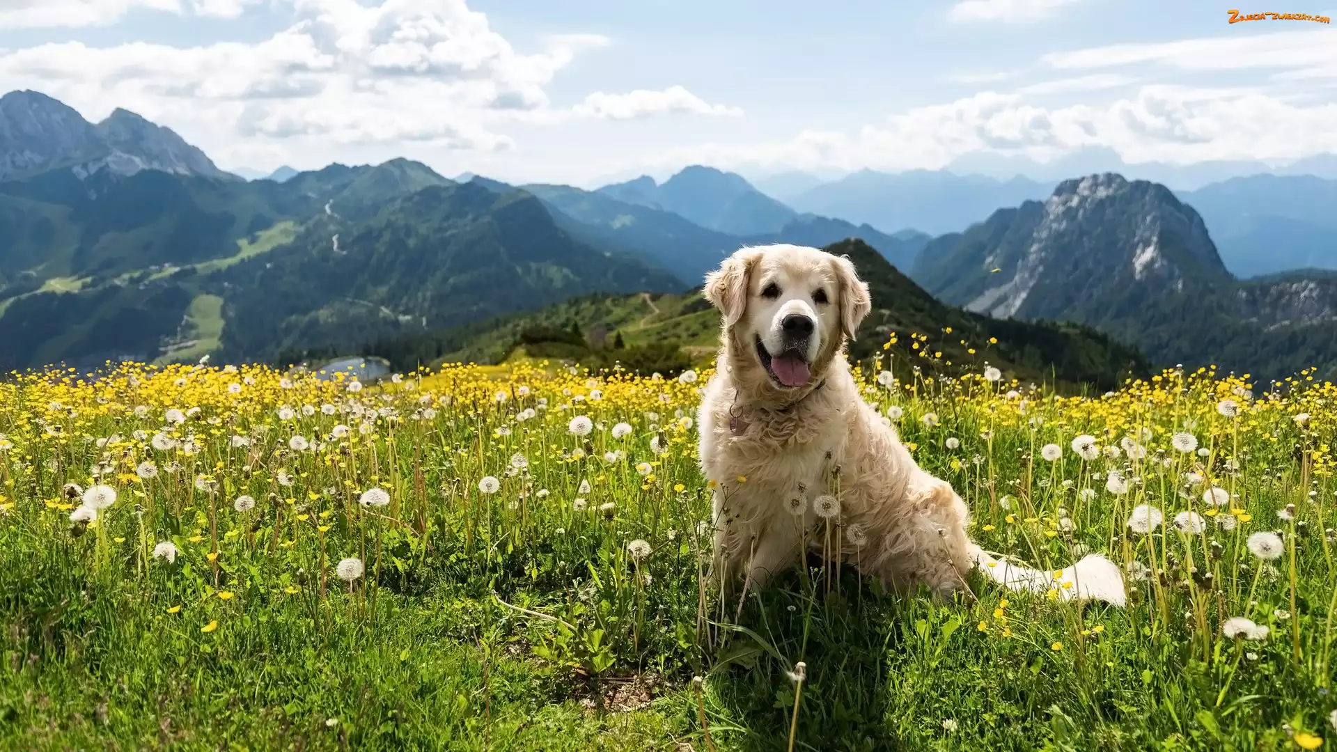 Góry, Łąka, Pies, Golden retriever, Kwiaty, Dmuchawce