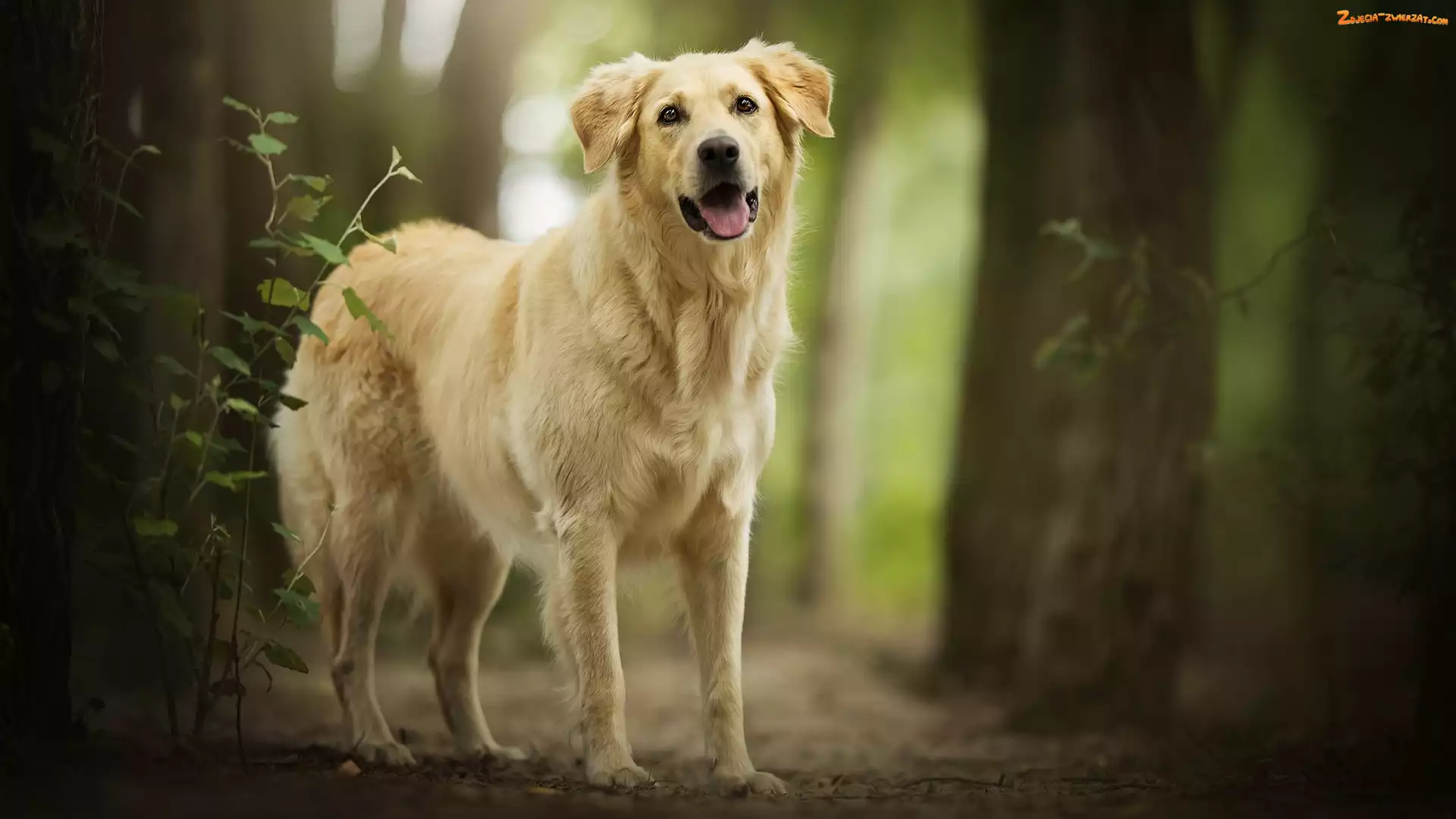 Golden retriever, Las, Pies, Drzewa