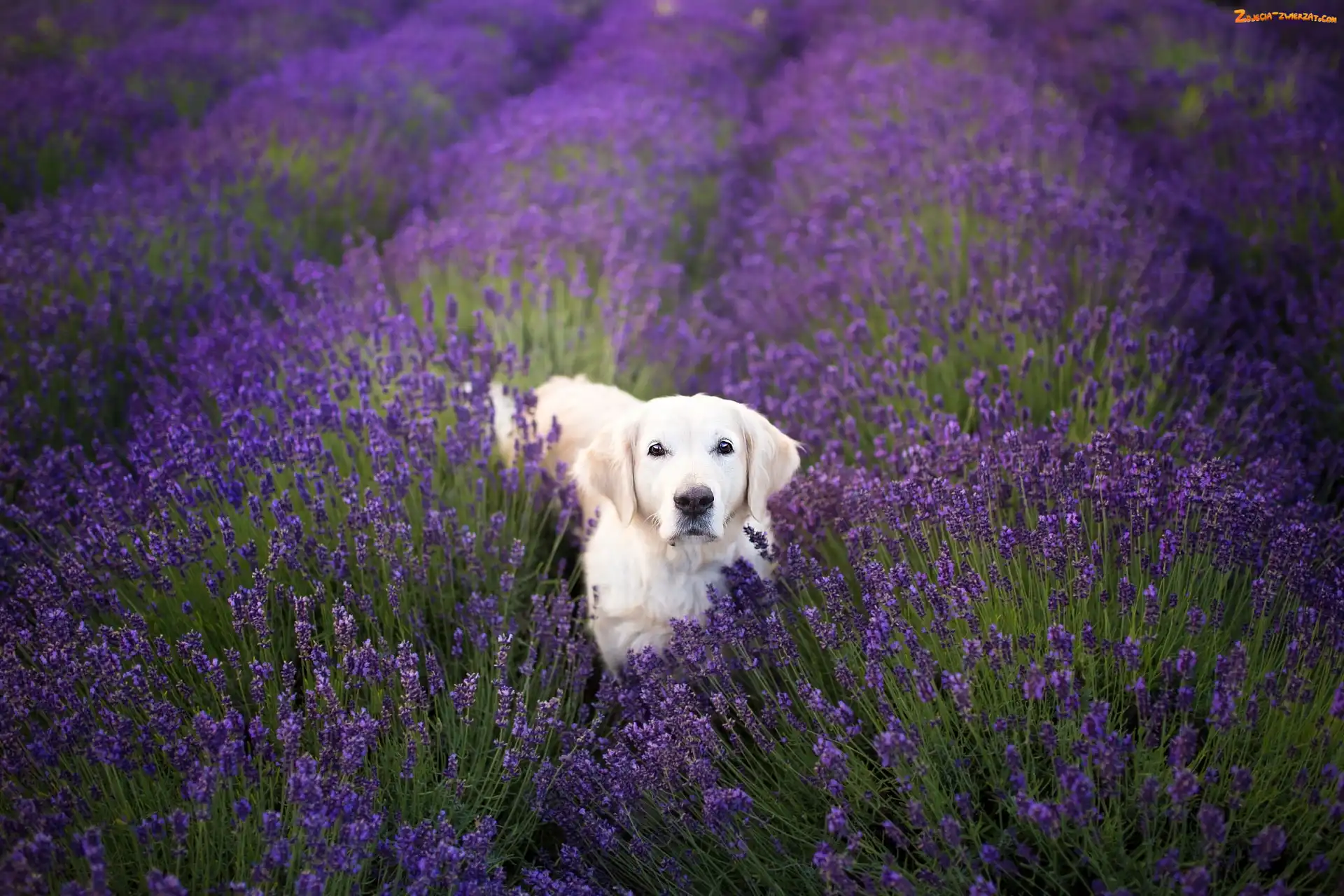 Golden retriever, Lawenda, Pies, Kwiaty