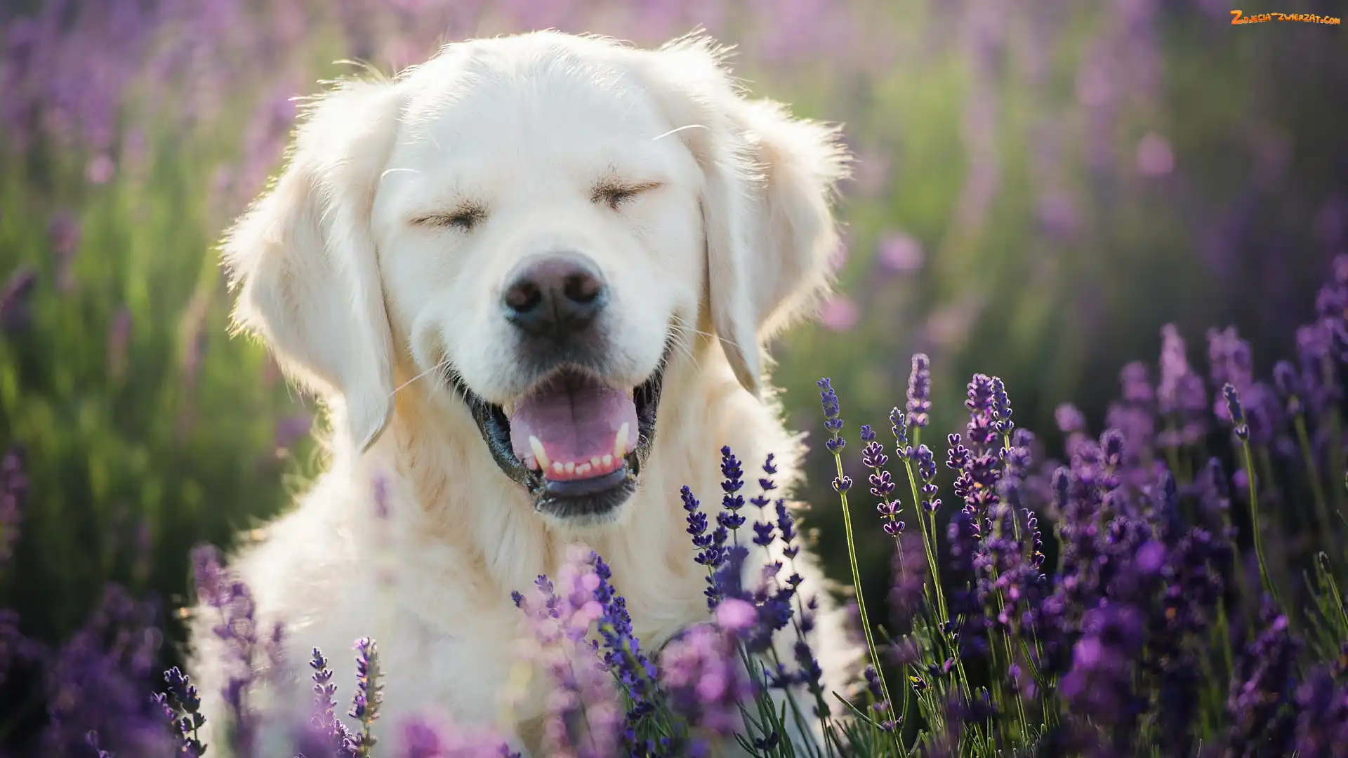 Golden retriever, Lawenda, Pies, Uśmiech