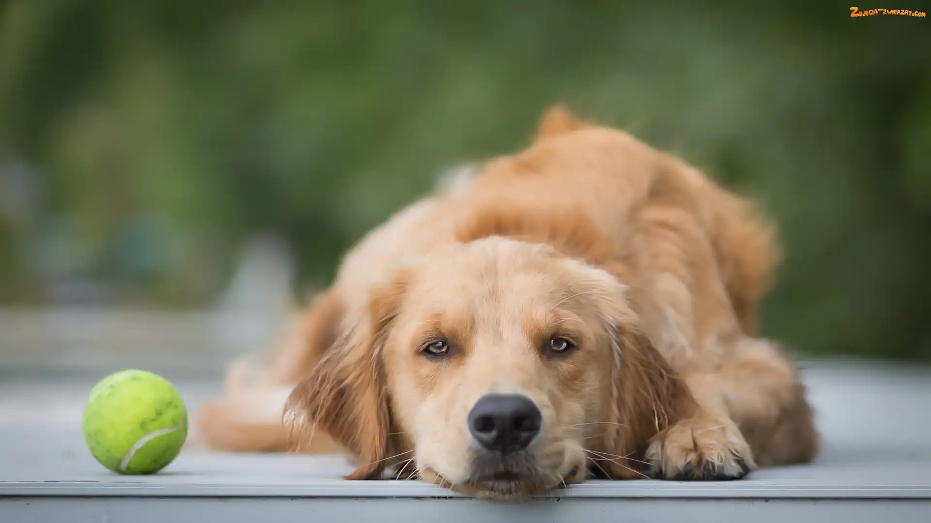 Golden retriever, Piłeczka, Pies, Mordka