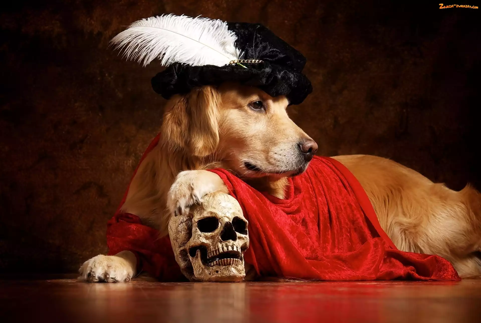 Golden Retriever, Pióro, Czaszka, Pies, Czapka