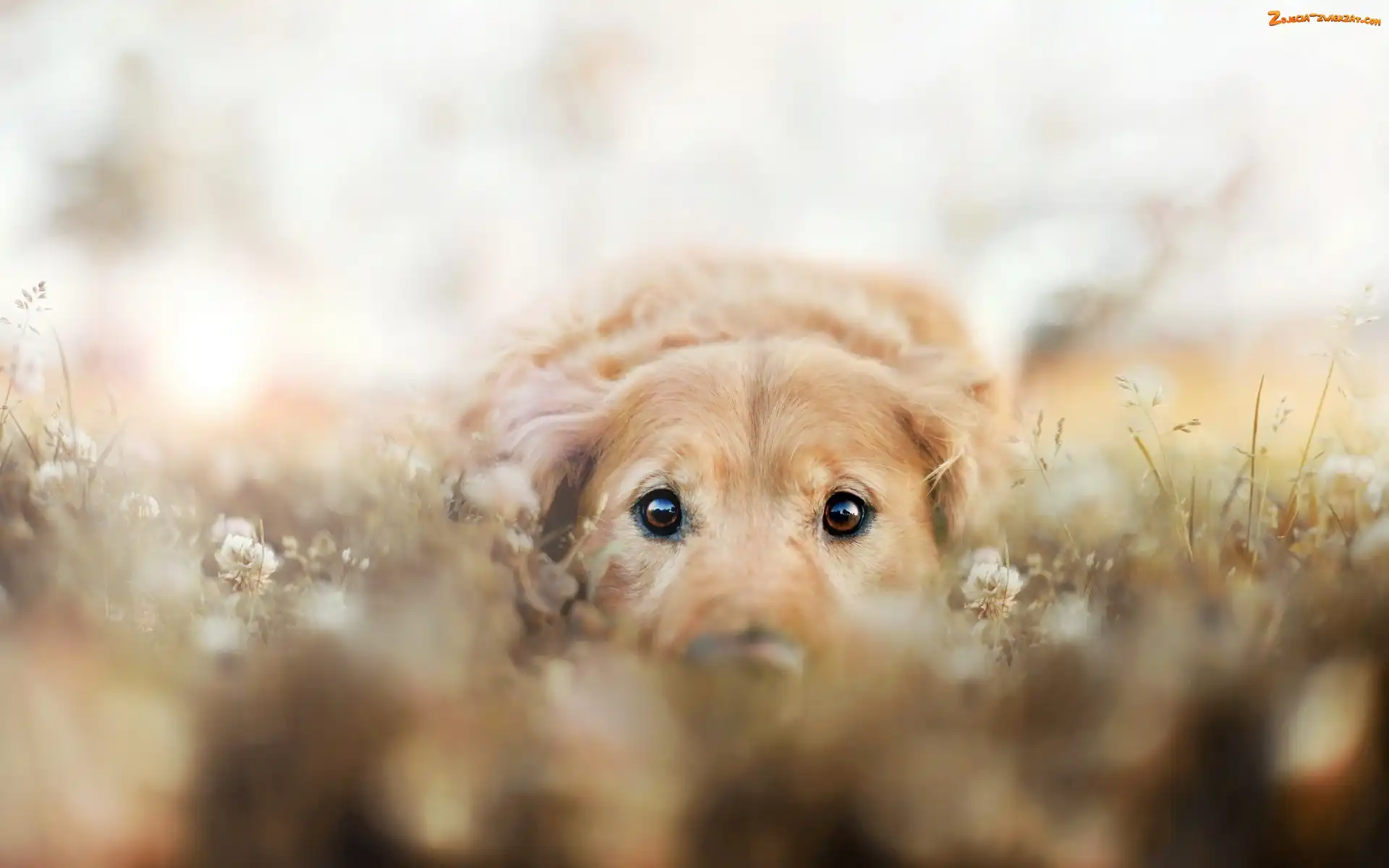 Golden Retriever, Pies, Łąka