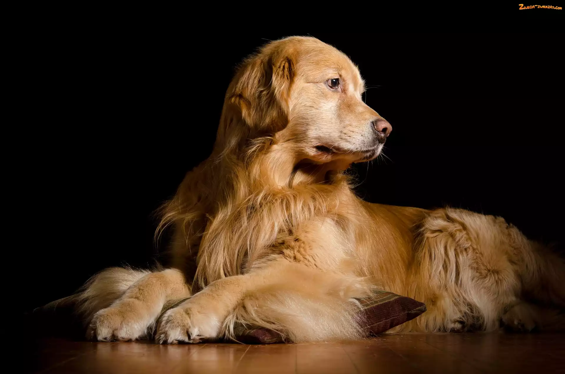 Golden retriever, Pies, Leżący