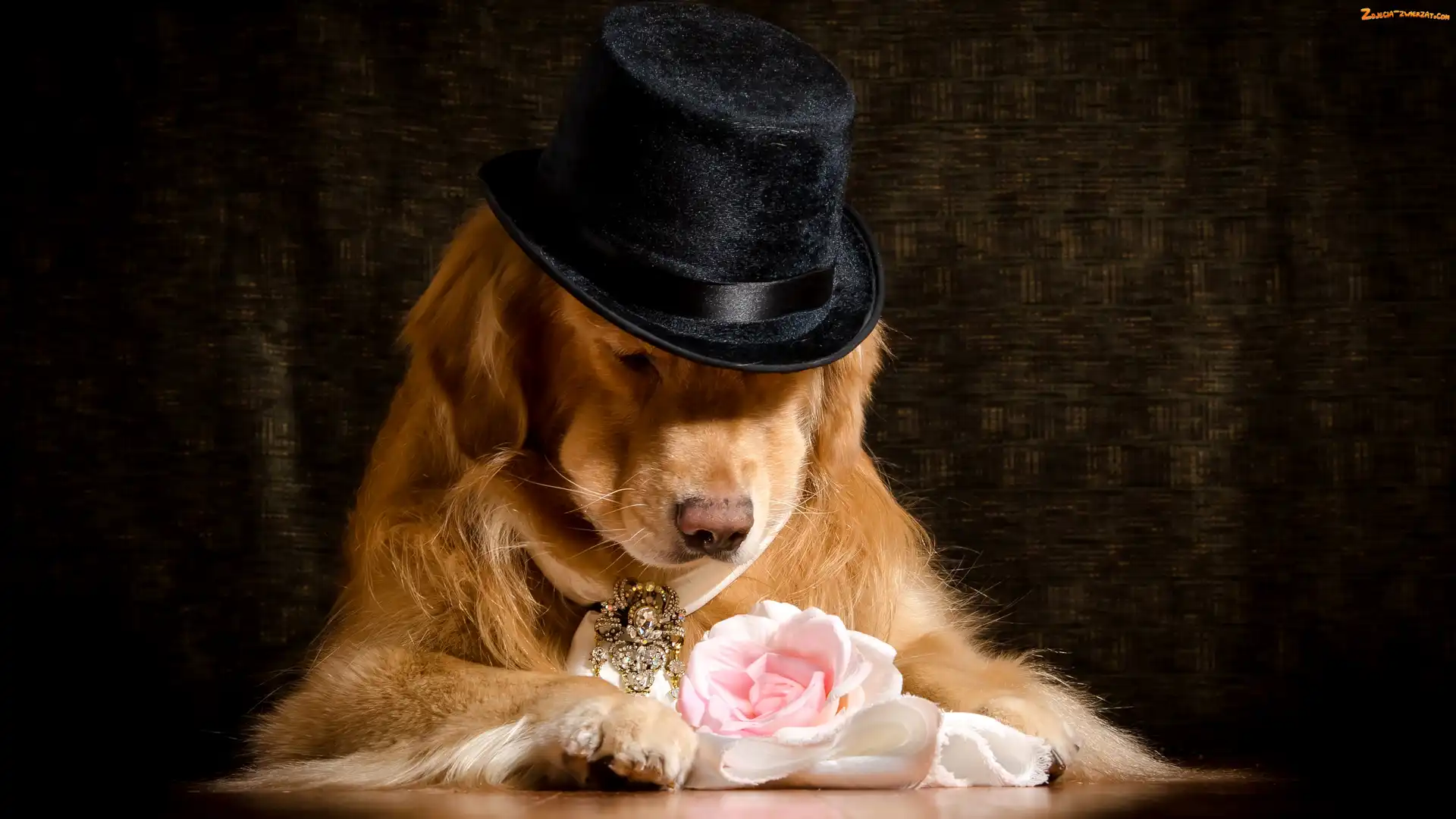 Golden retriever, Róża, Pies, Kapelusz