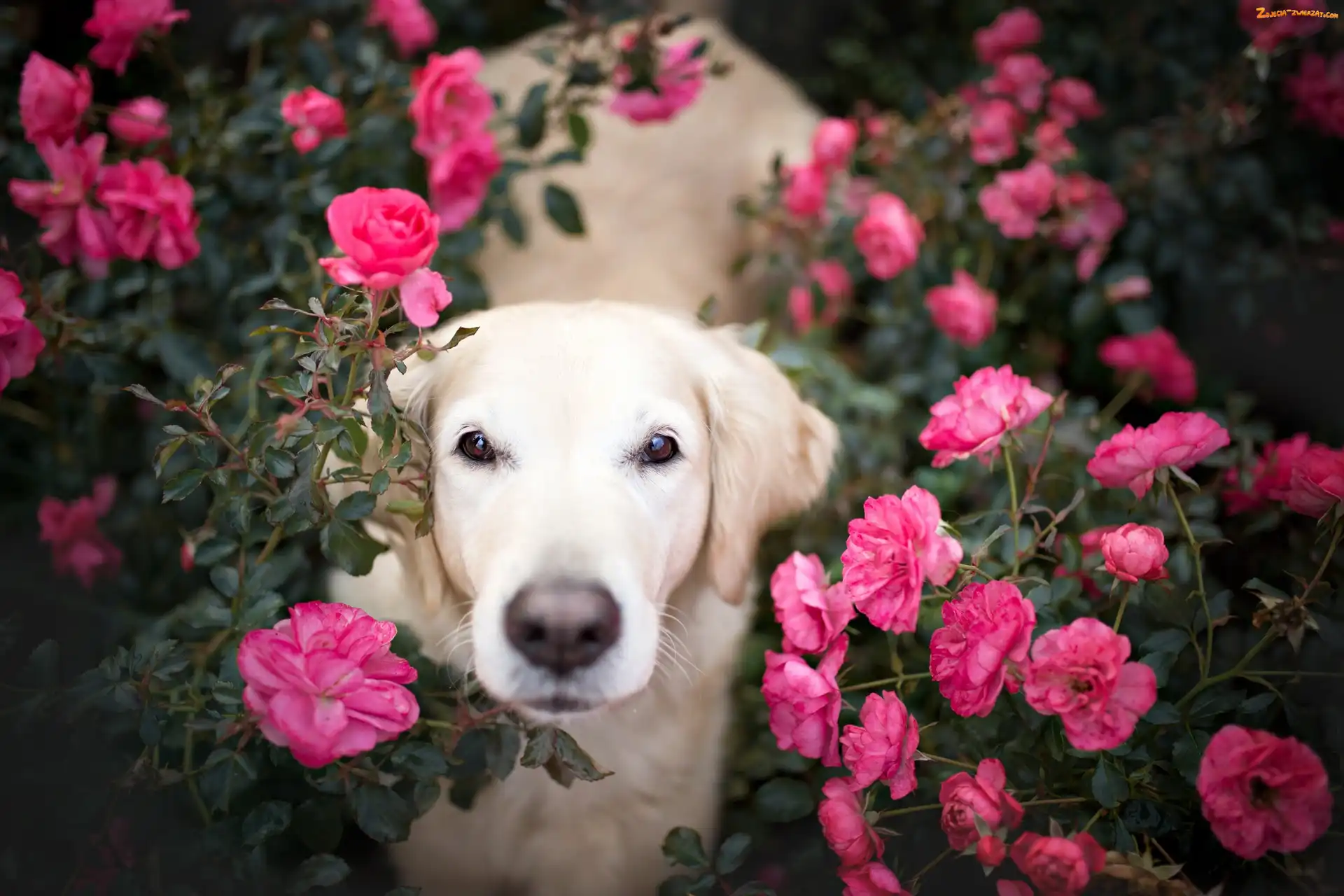Golden retriever, Róże, Pies, Kwiaty
