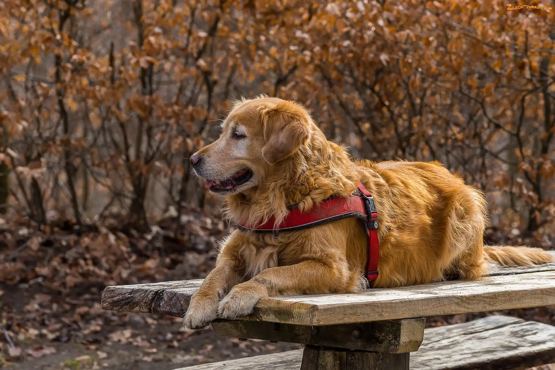 Golden retriever, Szelki, Pies, Ławka