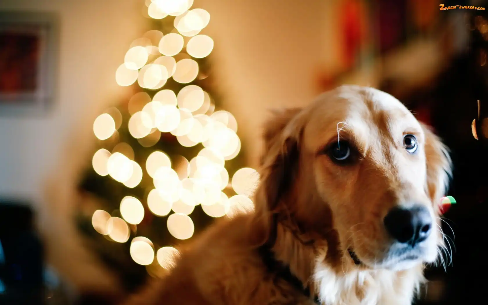 Golden Retriever, Światełka, Pies, Choinka