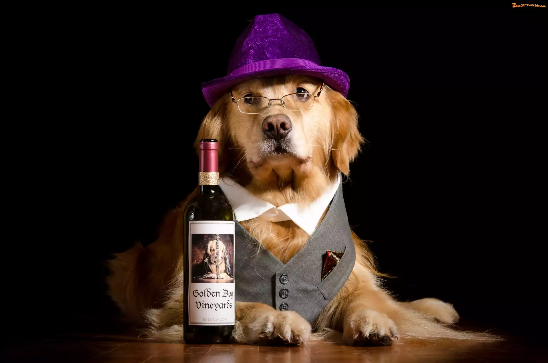 Golden Retriever, Wino, Pies, Butelka