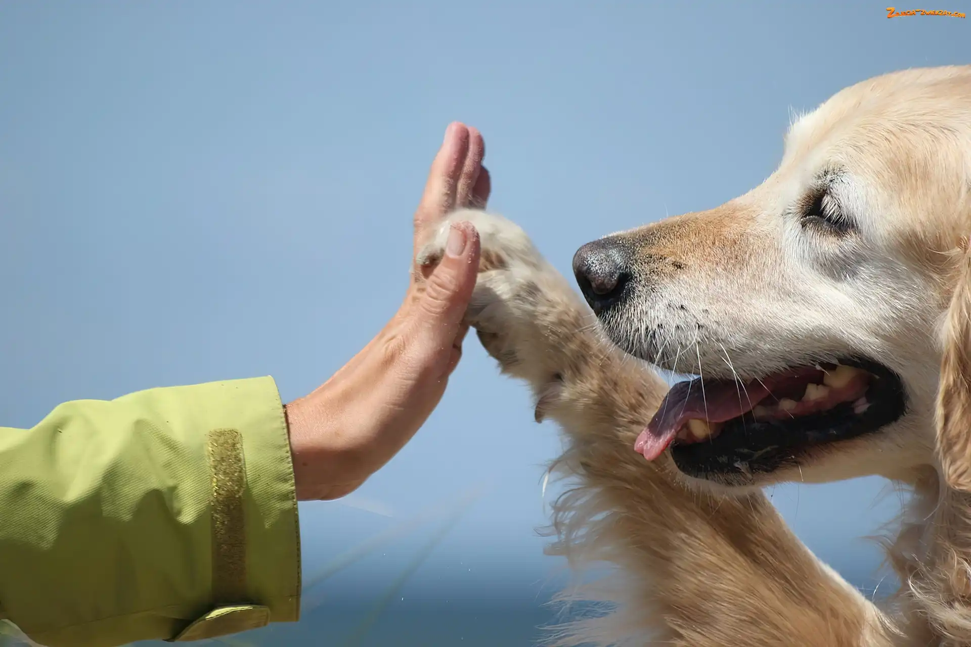 Golden Retriever, Ręka, Piesek, Łapa